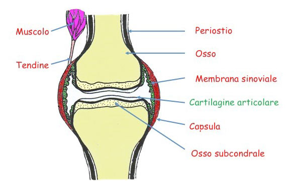 Artrosi del ginocchio-3
