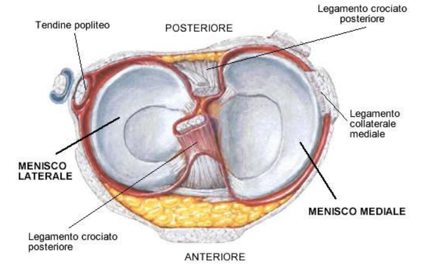 Lesioni meniscali