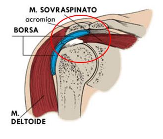 Anatomia spalla